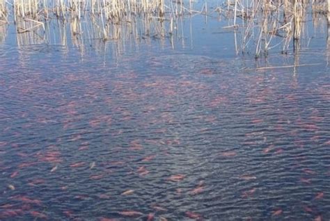 Invasion Of The Goldfish Ecosystem In Danger As Colorado Lake Taken