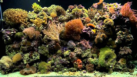 Coral Reef Background 56 Pictures