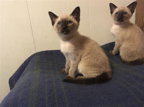 The breed is known for its friendly, playful personality, pointed coloration, lithe build, and beautiful blue eyes. Siamese Cats For Sale | Londonderry, NH #178159 | Petzlover