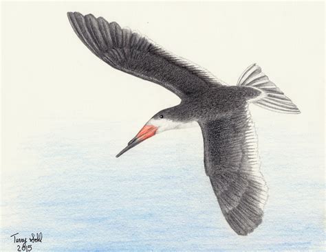 Https://wstravely.com/draw/how To Draw A Black Skimmer