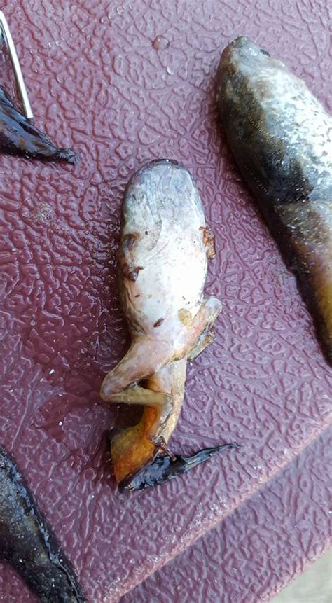 ‘fish With Legs Unusual Creature Washes Up On The Beach