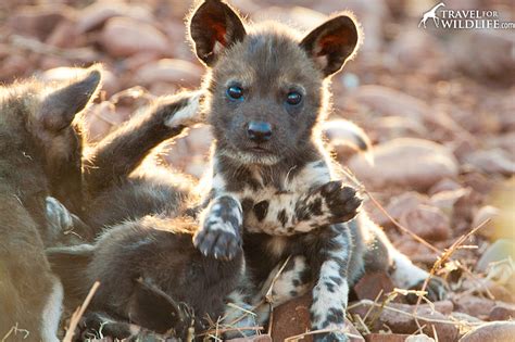African painted dogs are endangered, and only 6,600 are estimated to remain in the wild. Photo: African Wild Dog Puppy - Travel For Wildlife