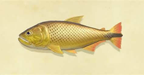 This fish is diurnal, meaning it can only be seen during the daylight, or, more specifically. 【Animal Crossing】Dorado - How To Catch & Price【ACNH ...