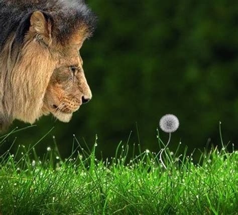 Lion And Dandelion Big Cats Pinterest