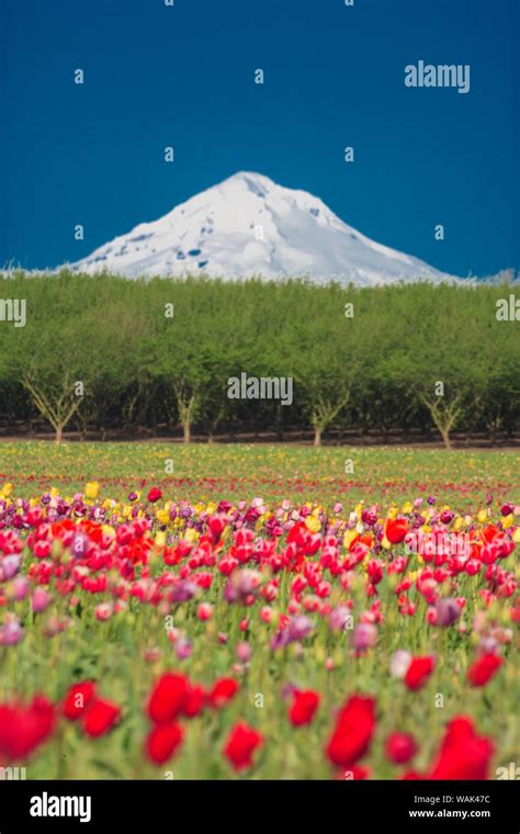 Mt Hood And Tulip Fields Willamette Valley Oregon Stock Photo Alamy