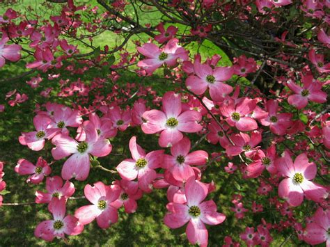 Ohios Dogwood Trees Varieties Heights And Colors Dengarden