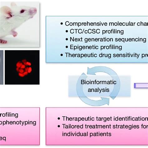 Circulating Tumor Cells Ctcs As A Tool For Basic And Clinical