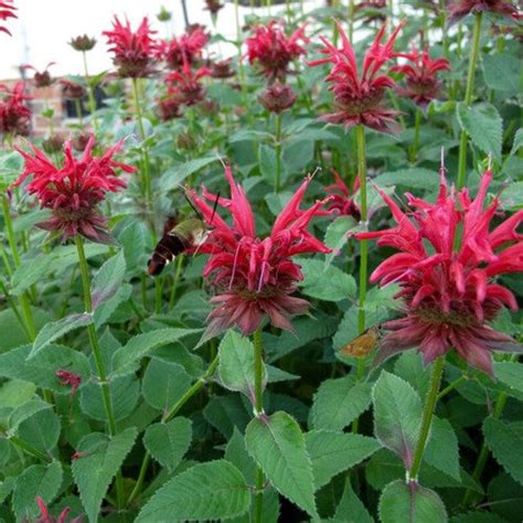 Scarlet Bee Balm Seeds Monarda Didyma 15seeds Etsy