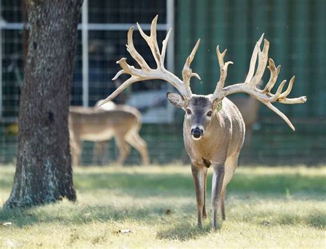 M3 Whitetails Bred Does For Sale Deer Breeder In Texas Whitetail