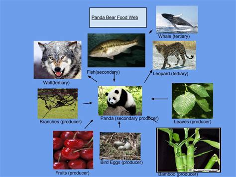 Giant Panda Food Web Diagram