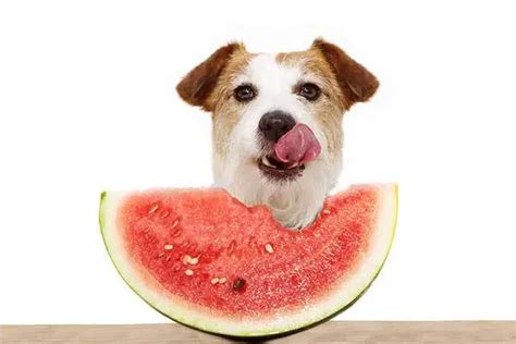 Can Dogs Eat Watermelon A Complete Guide To Watermelon For Dogs