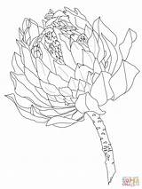Protea Coloring Flower Pages Colouring Drawing South Printable Africa Supercoloring Outline Flowers Drawings Template Plants Sketch Paint Za Sketches Crafts sketch template