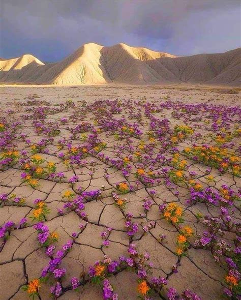 Desierto De Atacama Chile Honeymoon Dry Desert Chile Travel In