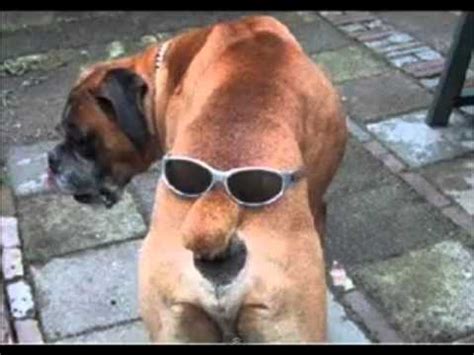 Really Funny Dogs - the Coolest Dog Photos Ever - YouTube