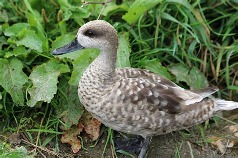 Marbled Teal Duck Stock Photo Download Image Now Istock