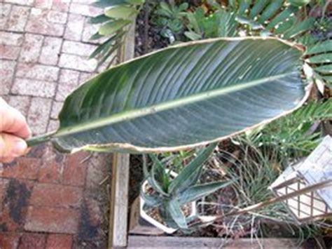 Birds of Paradise- the Strelitzias - Dave's Garden