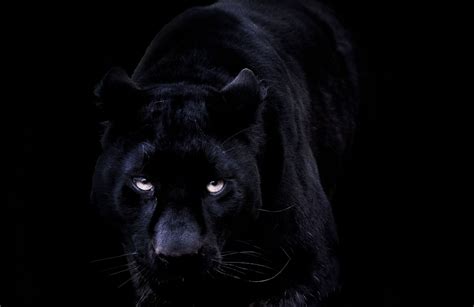 Maybe you would like to learn more about one of these? Black Jaguar phone, desktop wallpapers, pictures, photos ...