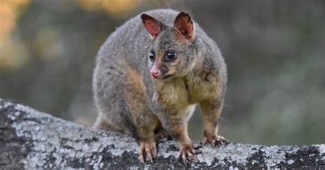Discover The Largest Possum In The World Animal Worlds