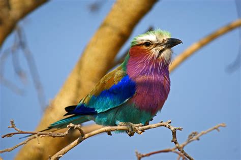 Lilac Breasted Roller The Most Colorful Bird Just A Rainbow Of Colors