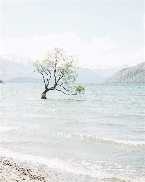 Pretty Nature Photography Soft Elegant And Stylish Coast And Tree