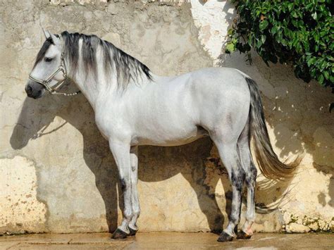 Se afla in zona moll d'espanya del port vell, pe malul marii. Der Andalusier: Wunderschönes Pferd aus Spanien
