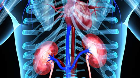 Are The Kidneys Located Inside Of The Rib Cage Intercostal Muscle