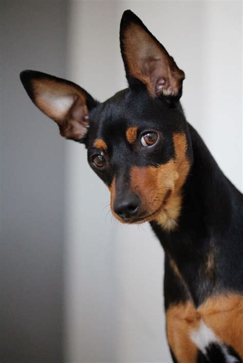 miniature pinscher breed information health appearance personality