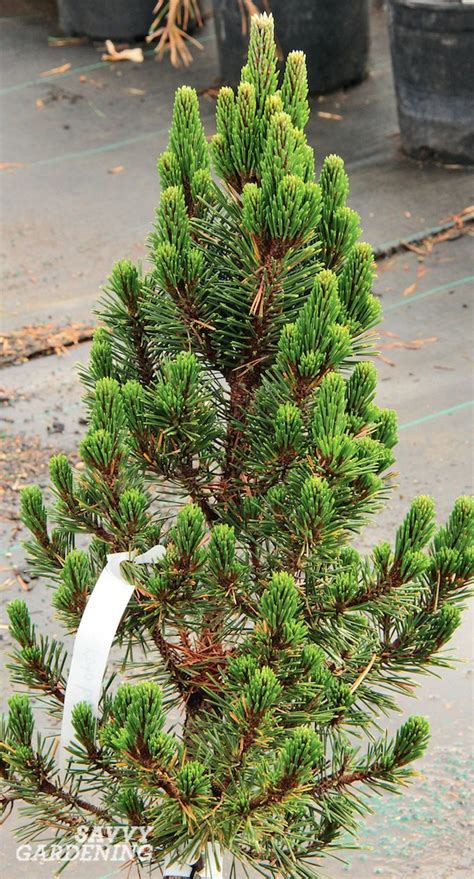 Small Evergreen Shrubs For Year Round Interest In Yards And Gardens