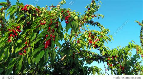 Use with standard steel post (not included). Red Cherry Fruit At Tree Branch Lizenzfreie Videos | 8146269