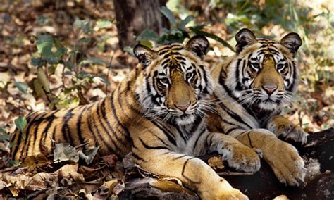Indian Tigers Photos Wwf