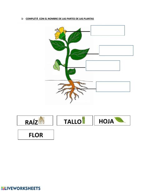 Las Plantas Ficha Interactiva Y Descargable Puedes Hacer Los Ejercicios