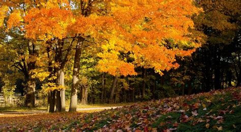 Free Download Autumn Forest 2 Wallpapers Autumn Forest 2 Stock Photos