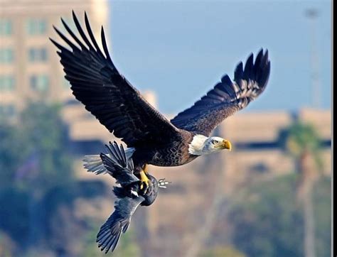 American Bald Eagle Capturing A Crow Bald Eagle American Bald Eagle