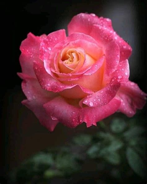 Amazing Flowers Beautiful Roses Pink Rose Pink Flowers Plants