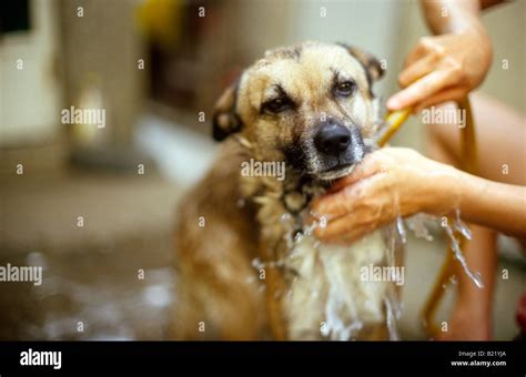 Dog Being Washed On Patio Stock Photo Alamy