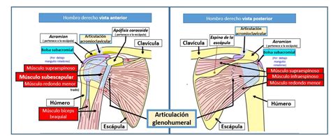 Infiltración Del Tendón Del Músculo Subescapular Dolopedia