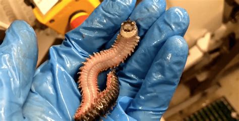 A Creepy Smiling Worm Was Discovered In The Depths Of