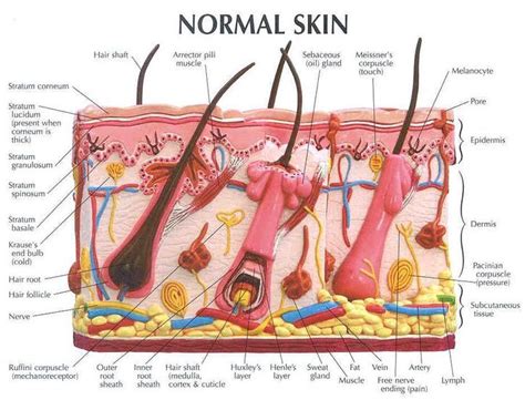 The Skin Integumentary System