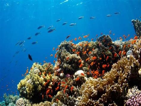 Deep Inside The Ocean | Funzug.com