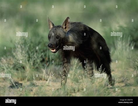 Brown Hyena Hyena Brunnea Hi Res Stock Photography And Images Alamy