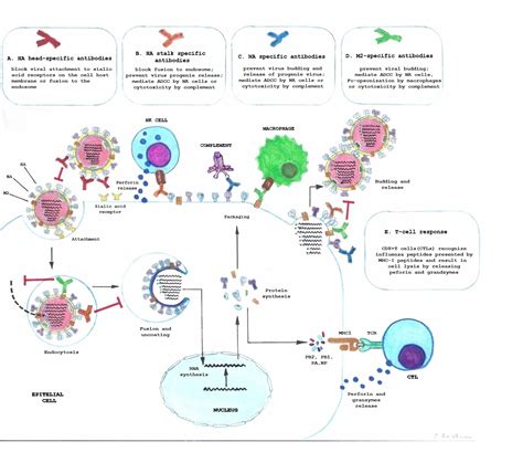 What Is A Virus What Are Viruses Made Up Of Immune Responses To Virus