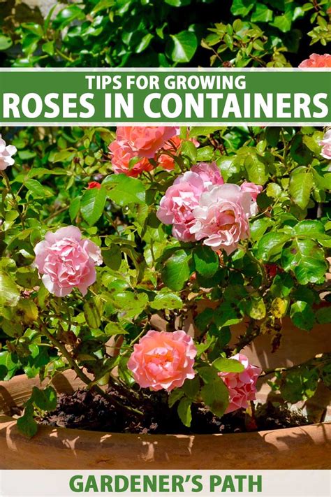 How To Grow Roses In Containers Gardeners Path