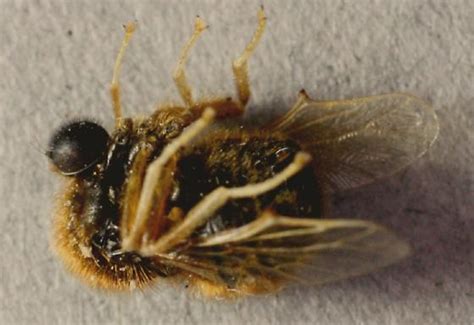Diptera Abdomen Thorax And Eyes Turbopsebius Sulphuripes