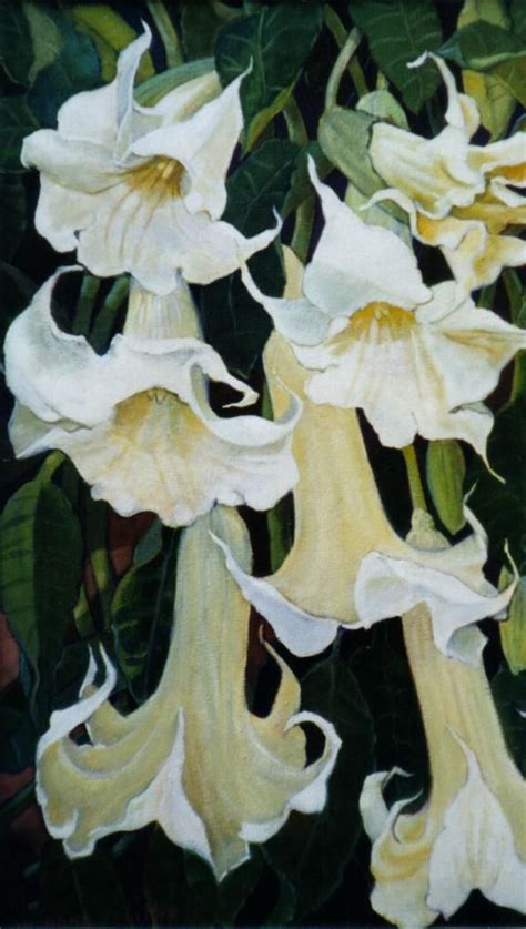 Angel Trumpet (sold) | Flower painting, Botanical painting, Botanical