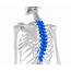 What Is The Thoracic Spine