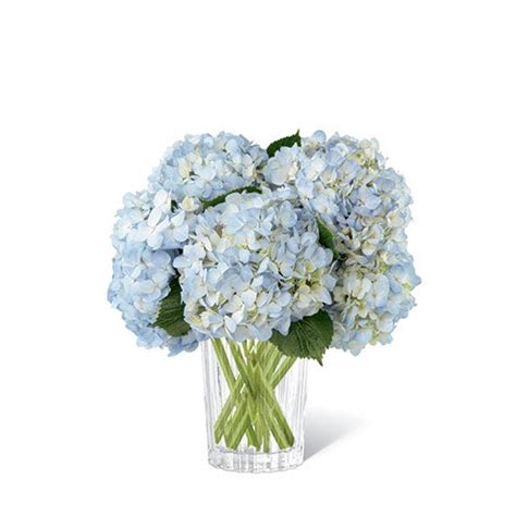 Free delivery until september 30. Elegant Blue Hydrangeas at Send Flowers