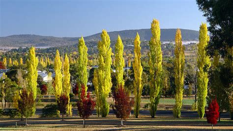 The servies team pride themselves on the … Photo Gallery - Armidale Tourism