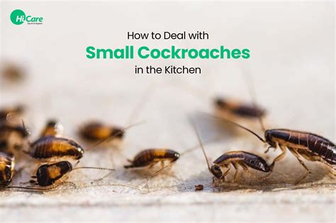 7 Diy Home Remedies For Cockroaches Control In Kitchen