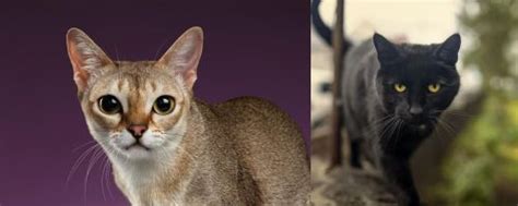 Singapura Vs Bombay Breed Comparison Mycatbreeds