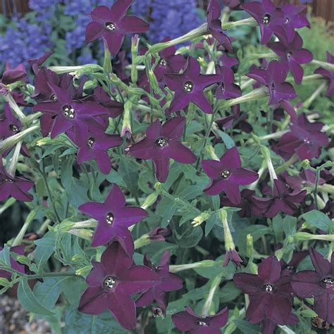Purple flowers for shade gardens. Nicotiana Perfume Deep Purple F1 | All-America Selections